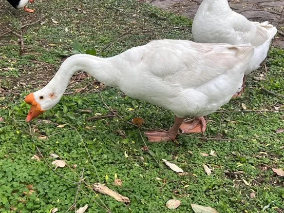 理响(理响理响,叫得最响,御用花名宁宁)